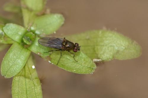 Paracoenia fumosa